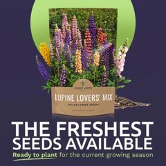 Bulk Lupine Mix Wildflower Seeds 1/4 Pound Bag – Over 4500 Untreated Annual a…