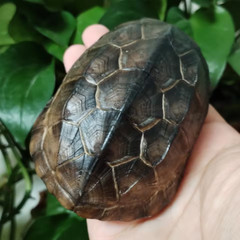 4.4 in turtle animal bone mold Resin, plaster, soap mold, candle mold