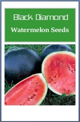 Black Diamond Watermelon Seeds | NON-GMO | Heirloom | Fresh Garden Seeds