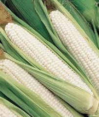 SCARBOROUGH SEEDS 25 SEEDS WHITE CORN (SILVER KING) HYBRID NON-GMO USA