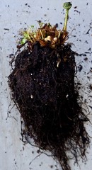 10 Lady Fern Rhizomes Live Roots Very Easy to Grow Deer Resistant Zones 3–9