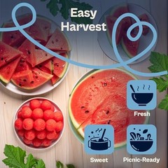 75 Sugar Baby Watermelon Seeds for Planting (Citrullus Watermelon Sugar Baby