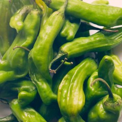 Shishito Pepper Seeds | Heirloom / Non-GMO | Free Shipping | 1014