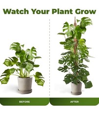 2 Pk 48” Bendable Moss Pole For Monstera Plant Coir Climbing Plant Support Stick