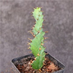 3PCS 8CM Succulent Cactus Plant Euphorbia Groenewdi Cactaceae Home Garden Plant