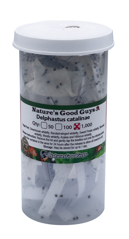 Delphastus catalinae – Whitefly Control 1,000 adults