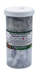 Delphastus catalinae – Whitefly Control 1,000 adults
