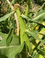 35 Organic Blue Hopi Corn Seed Non-GMO Heirloom- With Bonus!