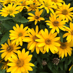 40 Heliopsis GoldenSun Yellow Sunflower Perennial Seeds~Brooklyn Botanical Club