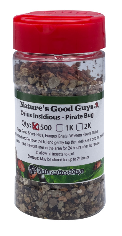 NaturesGoodGuys 500 Orius insidiosis – Minute Pirate Bugs – Thrip Control