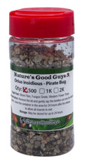 NaturesGoodGuys 500 Orius insidiosis – Minute Pirate Bugs – Thrip Control