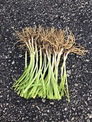 100 Rooted Chinese Chives Plants (Organic Garlic Chives, Over 3 Years Old)韭菜