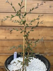 Operculicarya decaryi – Madagascar Elephant Tree – 3 years old