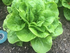 Buttercrunch Butterhead Lettuce Seeds, NON-GMO, FREE SHIP