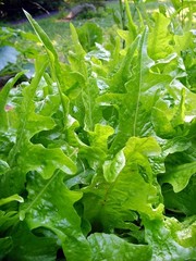2000 Organic Oak Leaf Lettuce Seeds Non-GMO Heirloom- With Bonus!