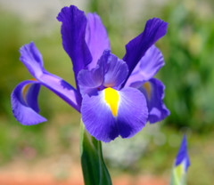 50 Mixed Colors Iris Seeds Much Less Money Than Bulbs