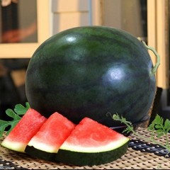 20+ Watermelon Seedss (Citrullus lanatus) Bundling 4 Cultivar Garden Package