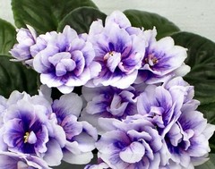 African Violet Plant DN Charivnij Lotos Starter