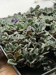 2 = 1 Pink African Violet Live Plant + 1 Blue-Purple African Violet 2″ MINI pots