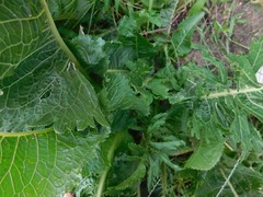 ORGANIC HORSERADISH ROOTS SEEDLINGS 2 PLANTS GROW YOUR OWN ANYTIME OF YEAR!