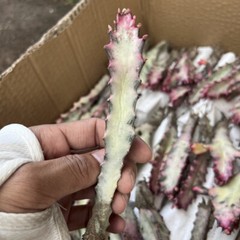 8CM Succulent Cactus Plant Euphorbia Trigona Rubra Red Variegata Cactaceae Plant