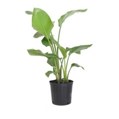 Giant White Bird of Paradise – Live Plant in a 3 Gallon Pot