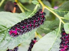 Live Plants -Shrubs -Trees 30 days old, 6″ to 10″ tall Ready to Plant seedlings