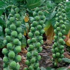 Long Island Improved Brussels Sprouts Seeds, NON-GMO, Variety Sizes, FREE SHIP