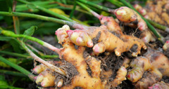 0.5- 7 Ibs – Fresh Ginger Root Organic USDA Certified