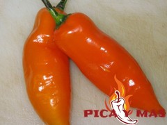 30 YELLOW AJI PERU CEVICHE CHILLI SEEDS SEEDS 100% GUARANTEED