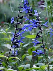 Salvia ‘Black and Blue’ – Tender Perennial – Live Starter Plant-FREE SHIPPING!!!