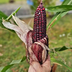 2.000+ Purple Waxy Corn Seedss (Zea mays ceratina) For Planting