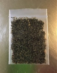 Organic Lambs Quarter, 250+++ Seeds, Harvested Nov ’22 (Chenopodium Album) 