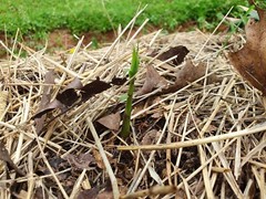Madake Bamboo Rhizomes 1–12 Pack (Phyllostachys bambusoides) • Fast-Growing
