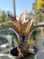 Hohenbergia Correia-Araujoi FUDGE RIPPLE Bromeliad Tropical Plant, Full Sun