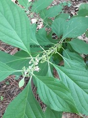 200 Seeds American Beautyberry – Florida Grown
