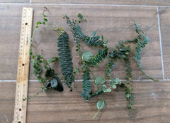 Marcgravia 10 Cuttings ~ Terrarium ~ Vivarium/ Dart Frog ~ 5+ inches long