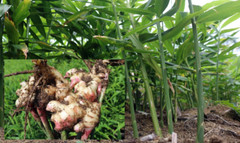 0.5- 7 Ibs – Fresh Ginger Root Organic USDA Certified
