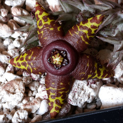 Orbea semota – 3.25″ pot – Stapeliad