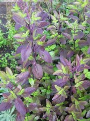 Red Leaf Holy Basil Seeds, NON-GMO, Tulsi, Monk’s Basil, Ayurveda, FREE SHIPPING