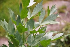 Lovage, Levisticum officinale, Maggi Herb, NON-GMO, Variety Sizes, FREE SHIPPING