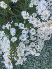 5 Bare Root Fall Aster Perennial White/ Yellow Freshly Dug For Immediately Plant