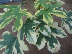 Kalopanax septemlobus yellow cream fukurin variegated [Must read description]