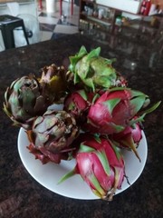DRAGON FRUIT CUTTINGS – MULTIPLE VARIETIES – 8″ – 12: SIZE