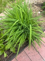 STELLA DAYLILIES – Golden Yellow – 10 PLUMPs – Bare root plants