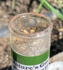 NaturesGoodGuys 2,000 Phytoseiulus Persimilis Predatory Spider Mites Control