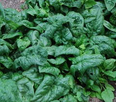America Spinach Seeds, NON-GMO, Heat Tolerant, Smooth Leaf Spinach, FREE SHIP