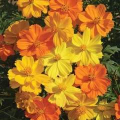 Bright Lights Cosmos Seeds | Non-GMO | Free Shipping | Seed Store | 1225