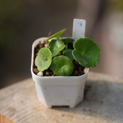 1CM Succulent Plant Crassula Umbella Wine Cup Crassulaceae Home Garden Beautiful