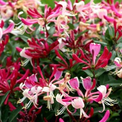 ~Serotina Belgica~Honeysuckle Vine Plant Late Dutch Lonicera~HUMMINGBIRD HEAVEN!